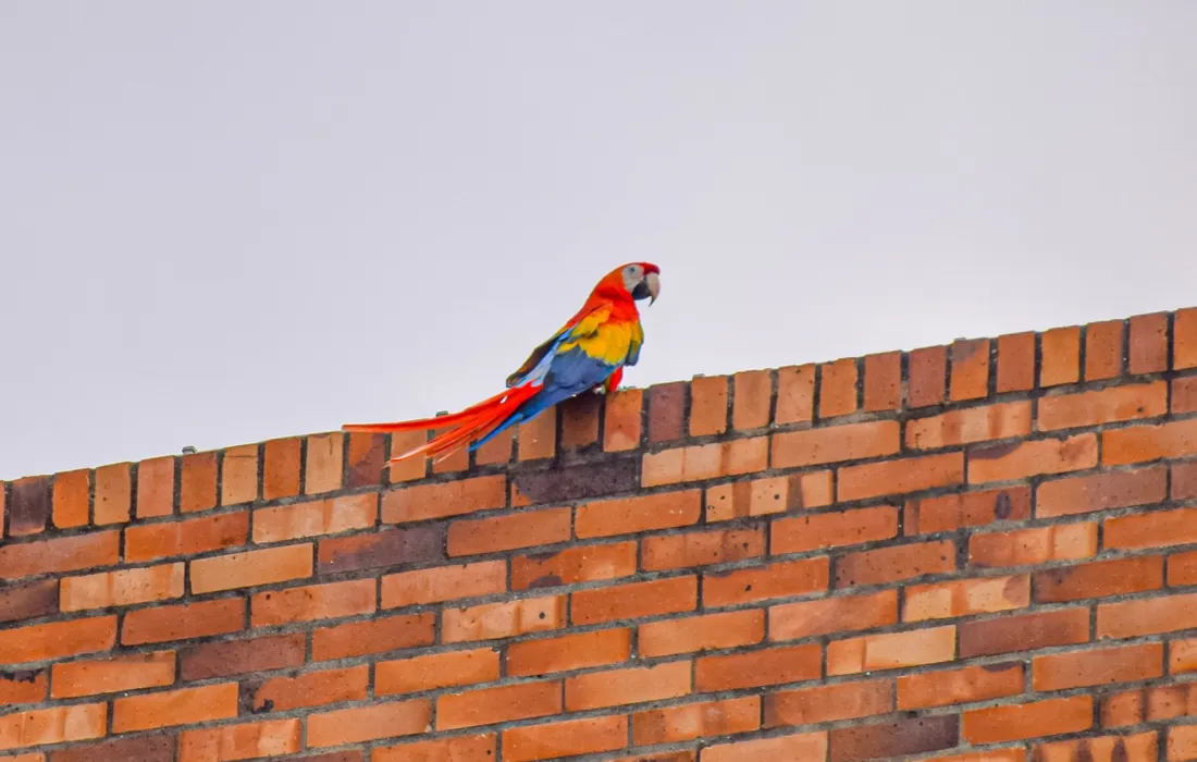 Guacamaya javeriana cali