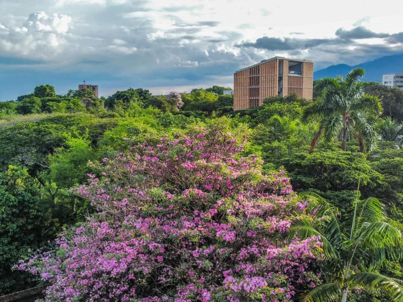 Edificio Cedro Rosado