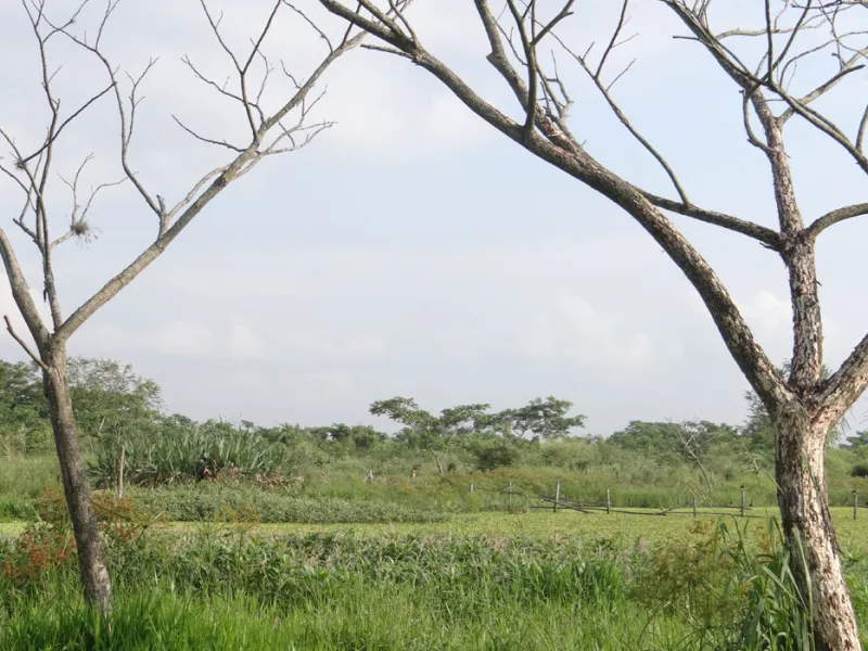 Gobernanza público-comunitaria, la clave para la protección de los humedales urbanos 